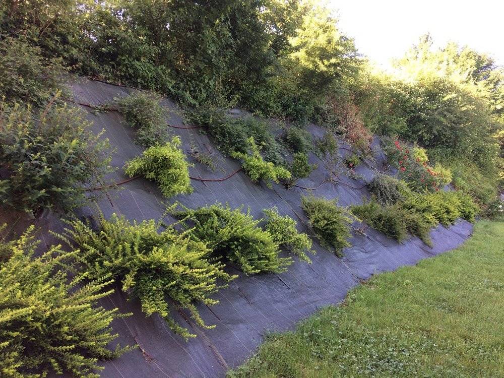 plantation d'abre