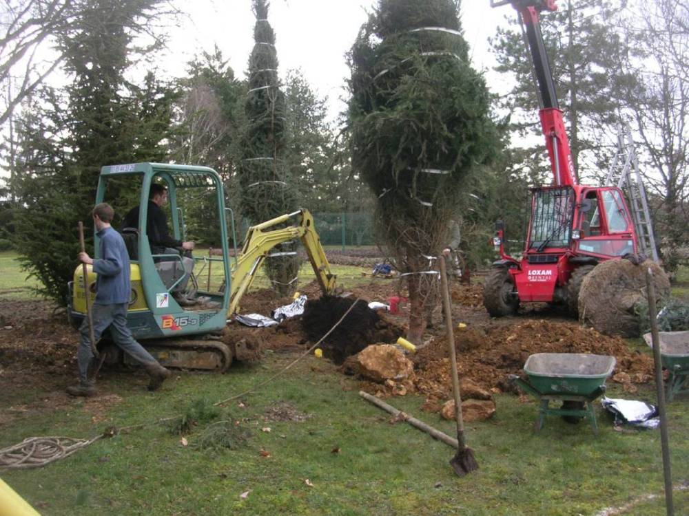 plantation d'abre